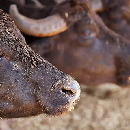 ファームステイ Primequerce