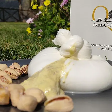 Primequerce Farm stay *