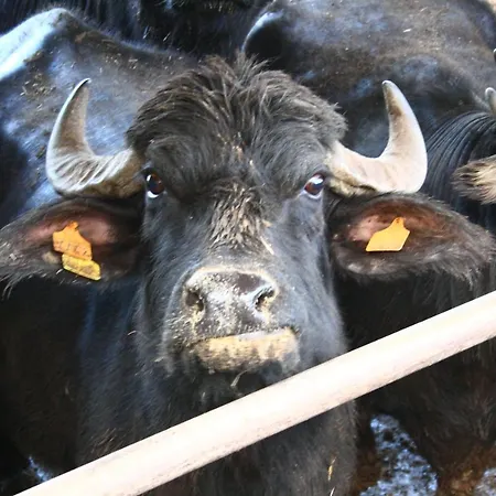 Primequerce Farmház Paestum